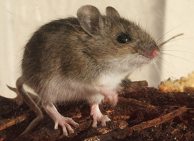 White-footed Mouse